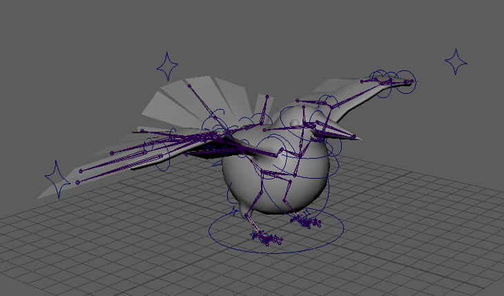 Pied Poko Rig